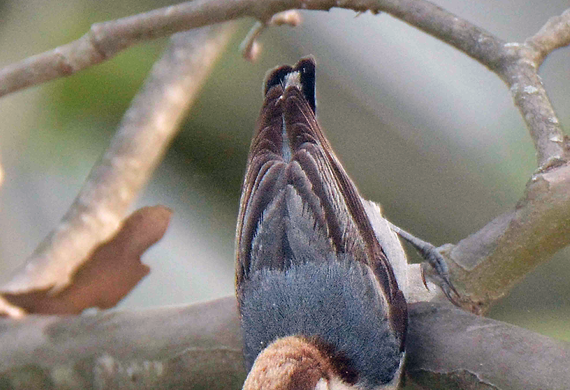 Brown-headed Nuthatch by Alan Lenk